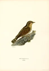 Torcol fourmilier