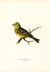 Bruant jaune
