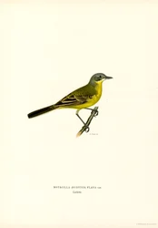 Bergeronnette printanière (lithographie en couleur)