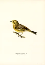Bruant jaune (Emberiza citrinella)
