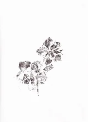 Empreintes florales abstraites