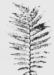 Silhouette Black Fern