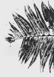 Silhouette de fougère botanique