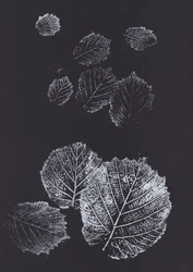 Imprimés botaniques de feuilles