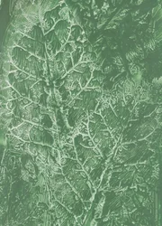 Texture de feuilles vert foncé