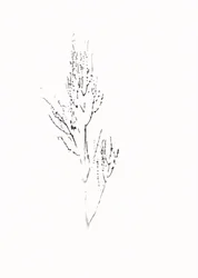 Dessin botanique raffiné