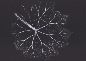Squelette de feuille délicat