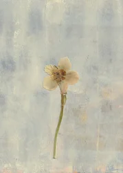 Fleur pressée délicate