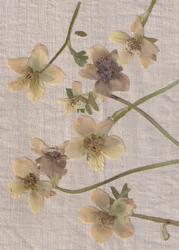 Fleurs pressées délicates