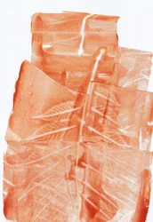 Impressions de feuilles aux accents terreux