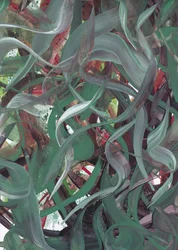 Abstrait vert fluide
