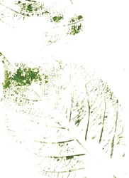 Imprimés feuilles vertes