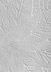 Dentelle blanche raffinée