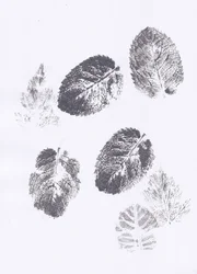 Empreintes de feuilles de menthe