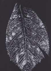 Motif de feuilles monochrome