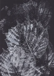 Étude de feuilles en noir et blanc