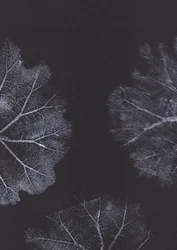 Textures de feuilles monochromes