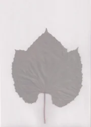 Étude de feuilles aux tons sourds