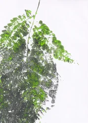 Fougère verte biologique
