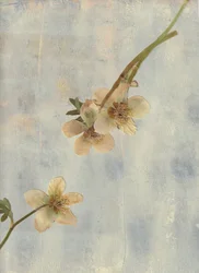 Pale Blue Botanicals