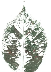 Feuille verte texturée