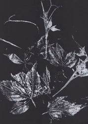 Des feuilles blanches sur fond noir