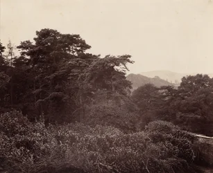 Étude de feuillage, c. 1863 (photo)