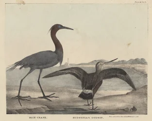 Grue bleue, Barge hudsonienne, lithographie par Childs et Inman, du 