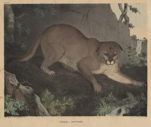 Cougar ou Panthère, de 