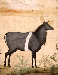 Nilgai (vache bleue) École Moghole, début du XVIIe siècle