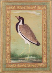 Vanneau indien, vers 1800