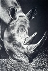 Le puissant broutage du rhinocéros