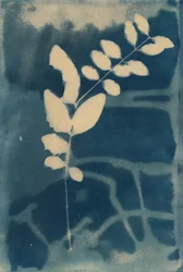 Cyanotype, 2023 (cyanotype sur papier)