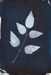 Cyanotype, 2023 (cyanotype sur papier)