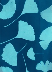 Ginkgo biloba 146, 2023 (cyanotype, technique mixte)