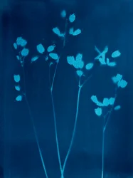 Petites fleurs, 2023 (cyanotype)