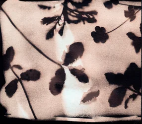 Nature, 2023 (cyanotype, technique mixte)