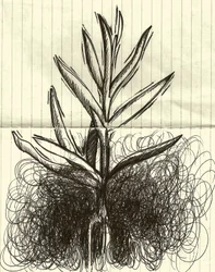 Plante, 2014 (encre sur papier)