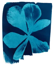 Coquelicot, 2023 (cyanotype)