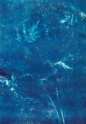 Sans titre, 2023 (cyanotype)
