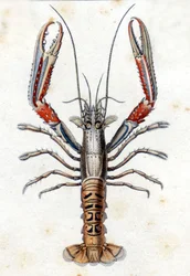 Histoire naturelle : La Langoustine d