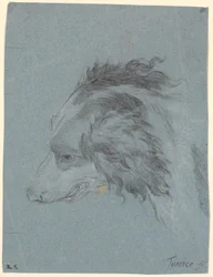 Une tête de chien