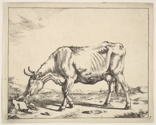 Vache, d