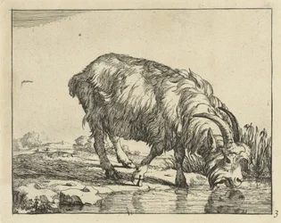 Chèvre buvant