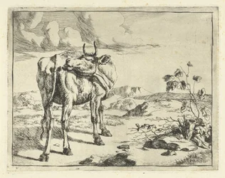 Vache se léchant