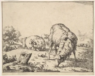 Mouton, d