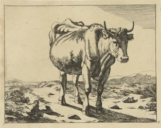 Vache debout, vue de face