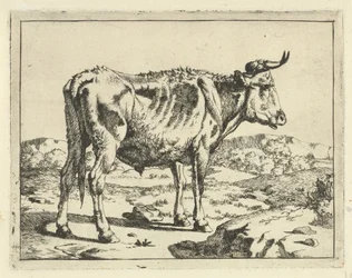 Taureau debout près d