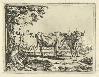 Deux vaches se léchant (Bovins et porcs)