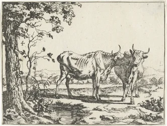 Deux vaches se léchant